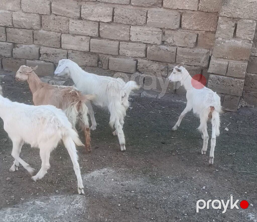 Salam Sani Keçilər. 9 dişi bir Erkey. 10 baş Sani Real alıcıya — Kənd təsərrüfatı heyvanları, Digah (6)