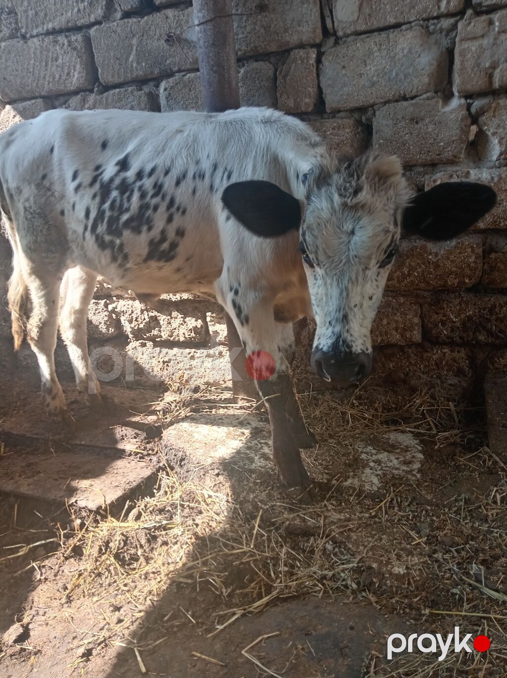 Temiz cins danadir sagalm yeyimcil danadir — Kənd təsərrüfatı heyvanları, Digah (2)