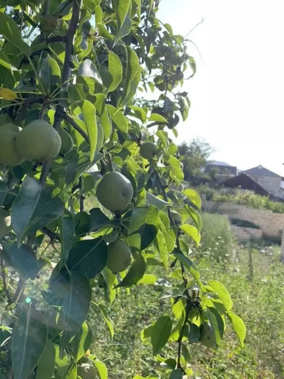 3 otaqlı Həyət evi Satılır, Göygöl — Ev, villa, Göygöl (3)