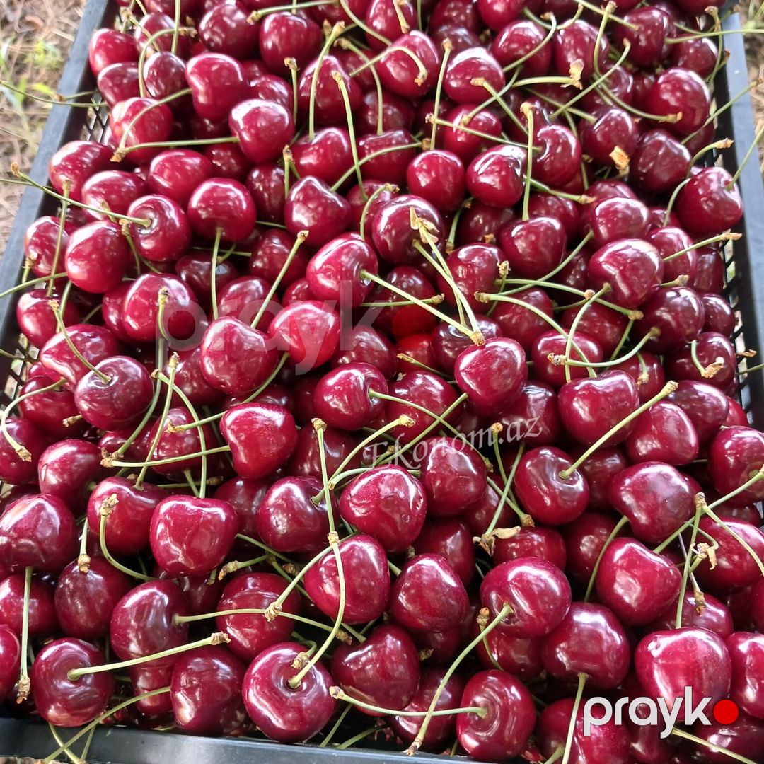 Quba rayonunda 2 hektar 13 sot bag satılır — Torpaq, Quba (9)