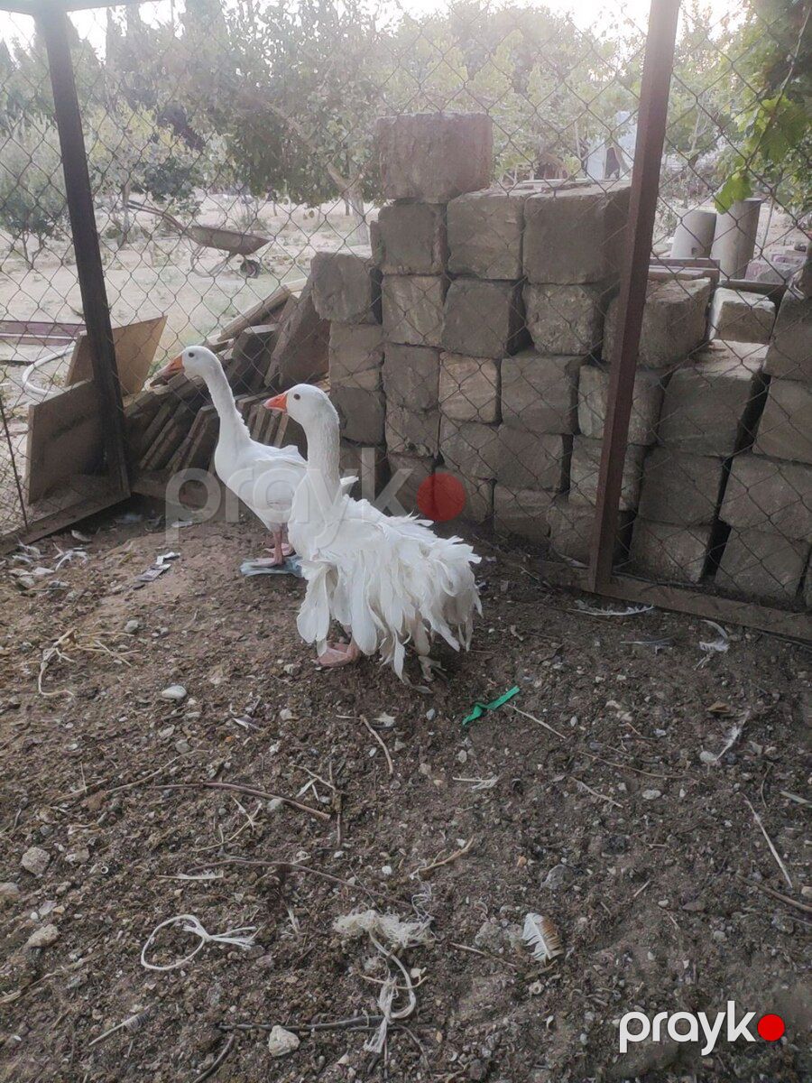 Qazlar — Quşlar, Bakı (10)