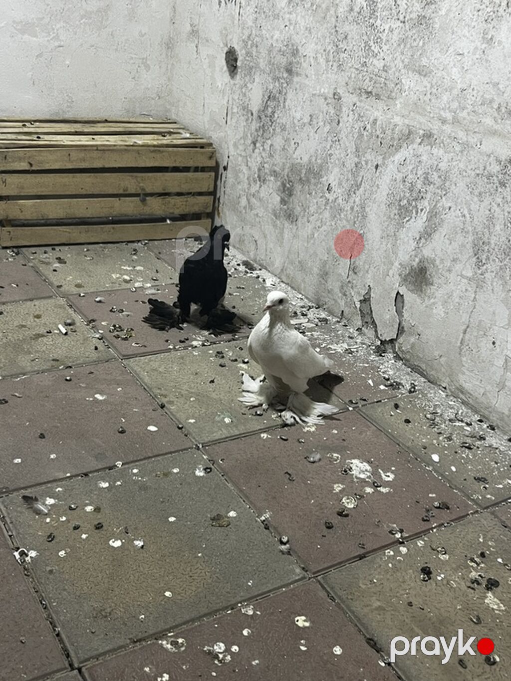 Dekarativ ana baladılar — Göyərçin, Digah (2)
