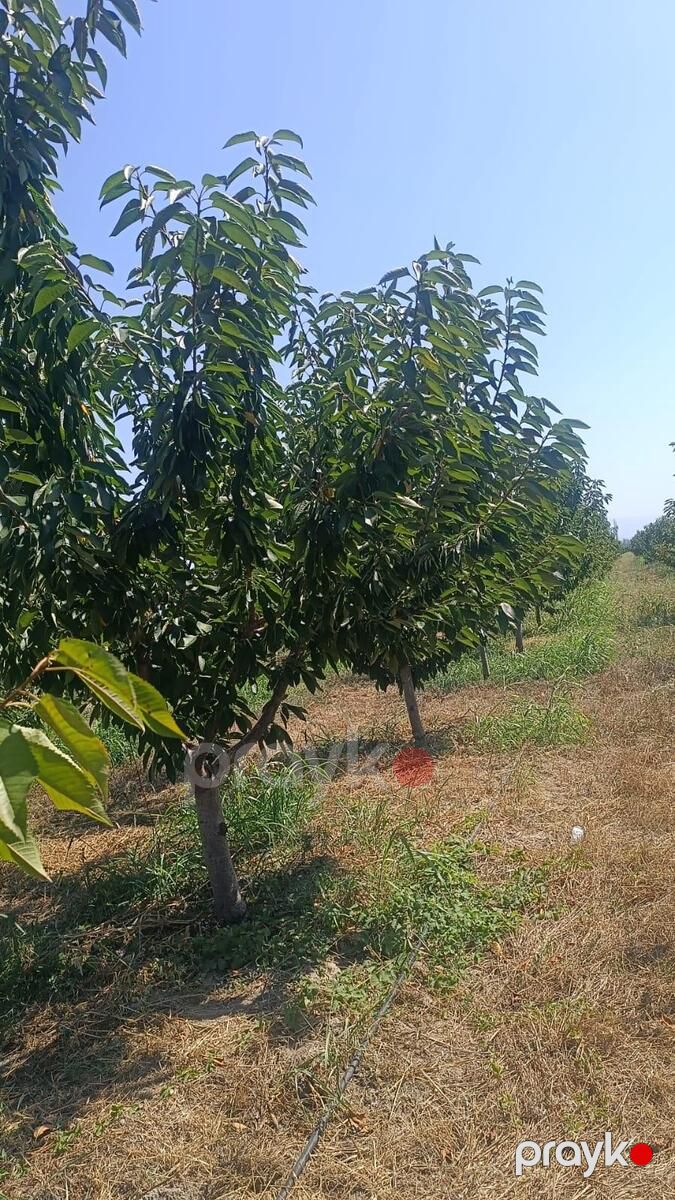 Satılır torpaq 373 sot — Torpaq, Quba (4)