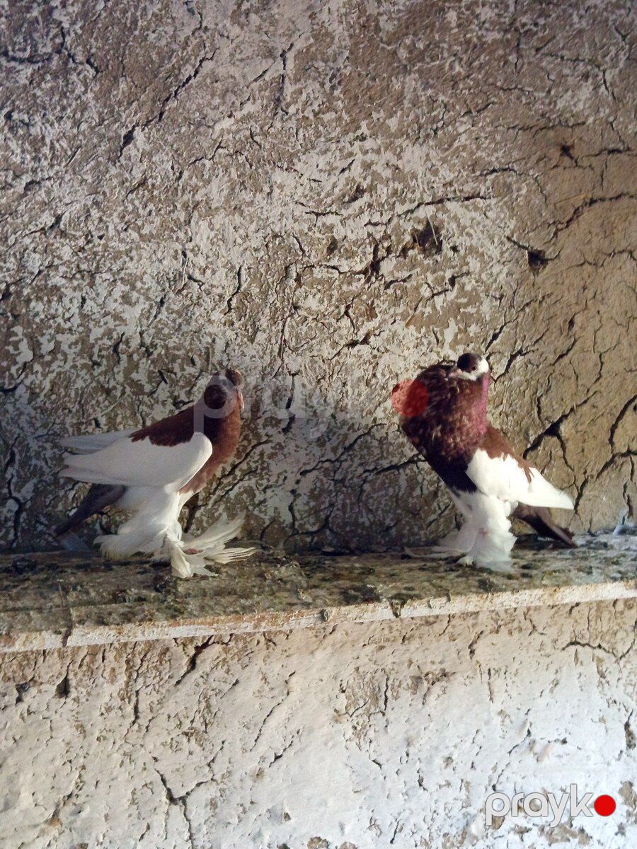 Göyərçin — Quşlar, Biləsuvar (3)