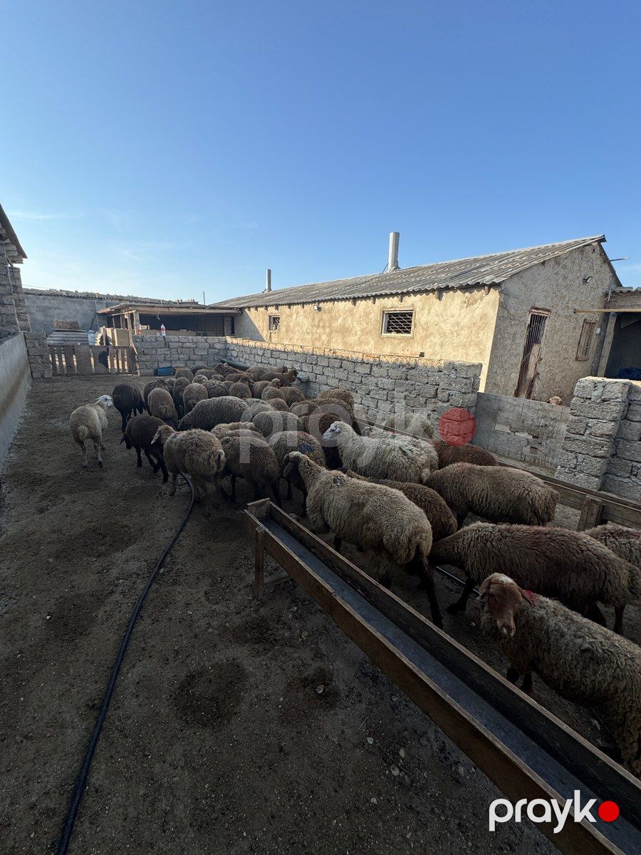 Quzular — Kənd təsərrüfatı heyvanları, Bakı (2)