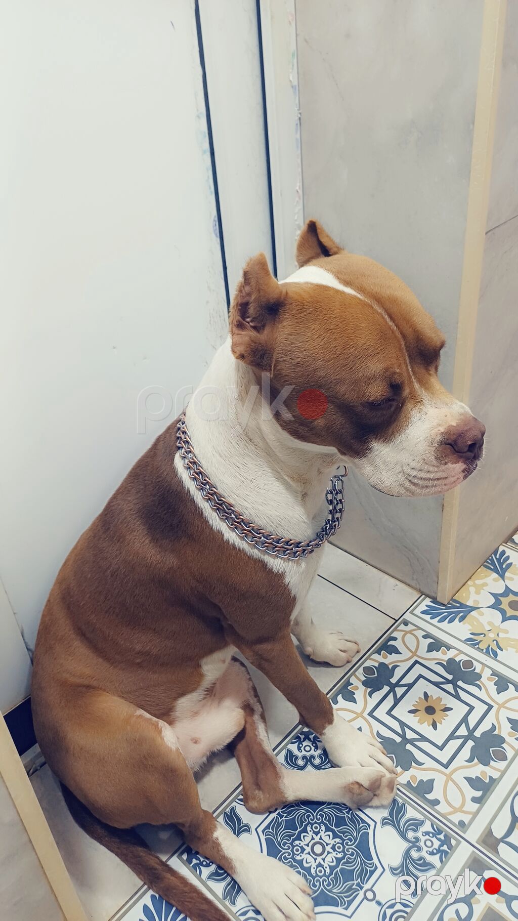 Pitbul, Erkək — Köpəklər, Digah (5)