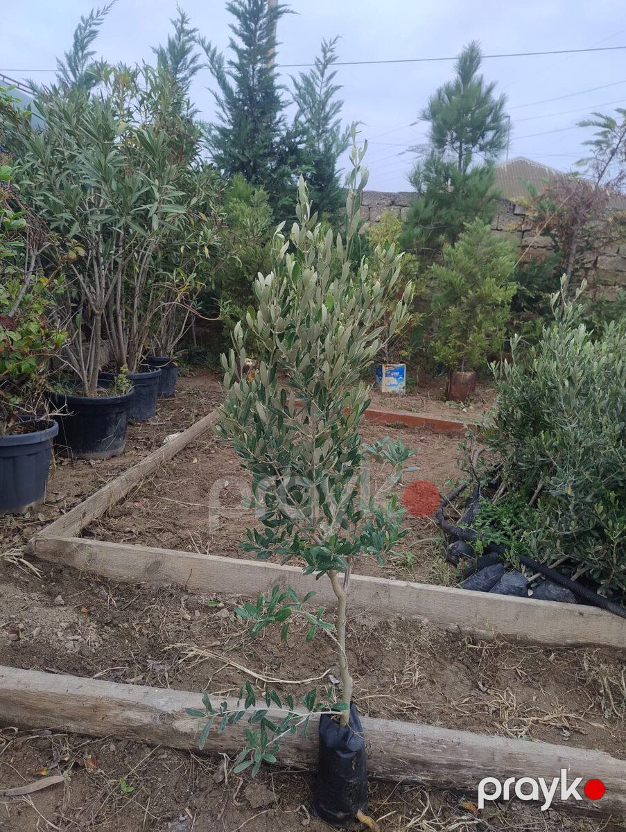 Ağaclar və tinglər — Bitkilər, Bakı (3)