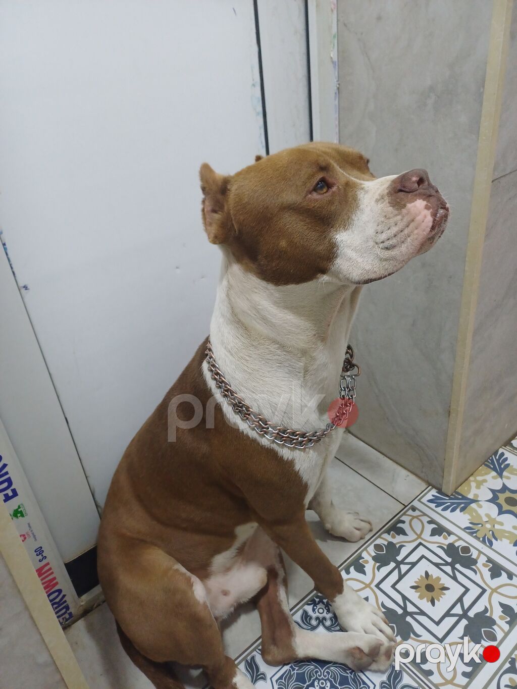 Pitbul, Erkək — Köpəklər, Digah (3)
