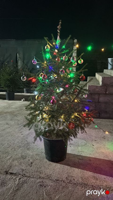 Kremlyovski küknar ağacı — Bakı