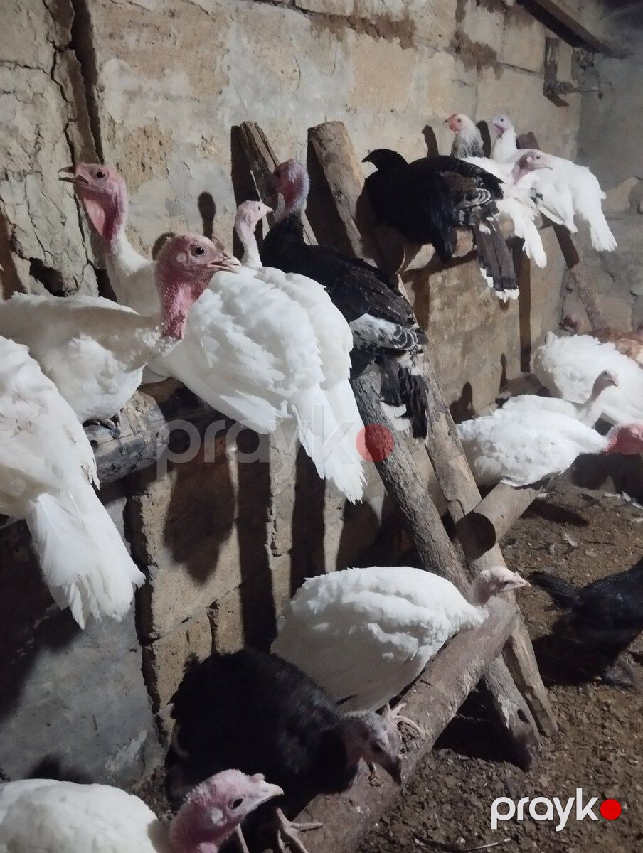 Hinduşkalar — Quşlar, Sumqayıt (5)
