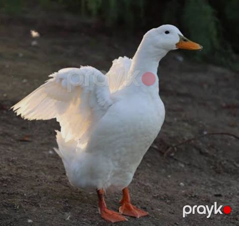Ördəklər — Bakı