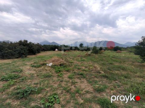 250 sot, Biznes üçün, Mülkiyyətçi, Kupça (Çıxarış) — Qəbələ