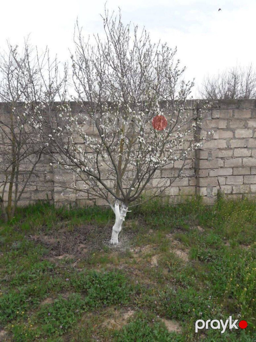 12 sot torpaq sahəsi, Oğuz r — Torpaq, Oğuz (2)