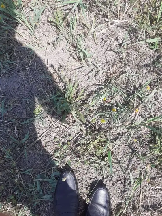 22 sot Torpaq Satılır, Füzuli — Füzuli