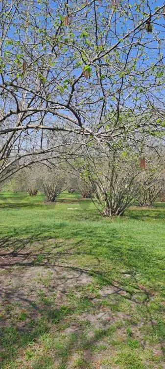 219 sot Torpaq Satılır, Zaqatala — Torpaq, Zaqatala (3)
