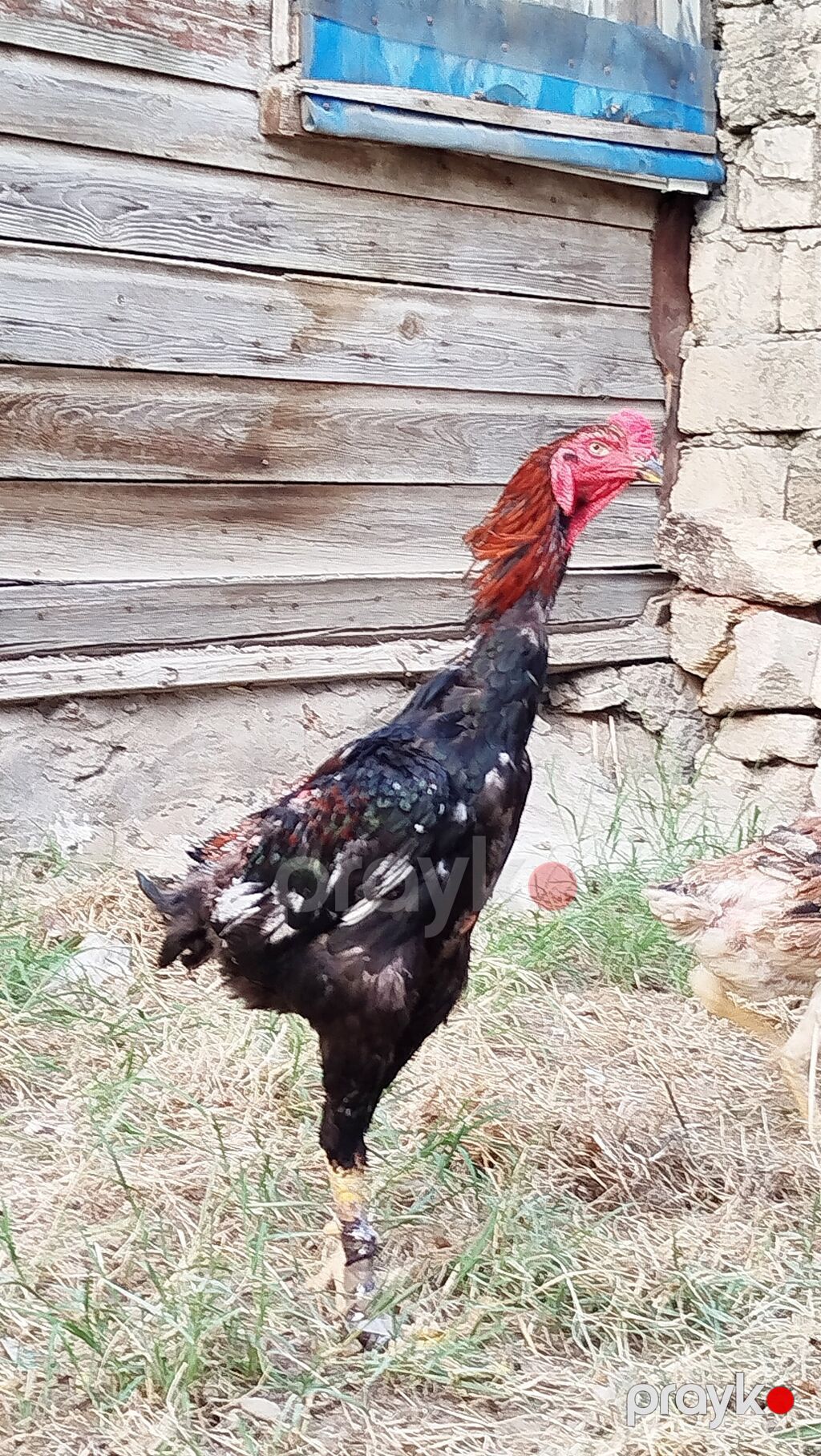 Salam hərkəsə. Heyratı Shamo satılır. sap sağlam heyvandır. endirim — Toyuq və xoruz, Sumqayıt (3)