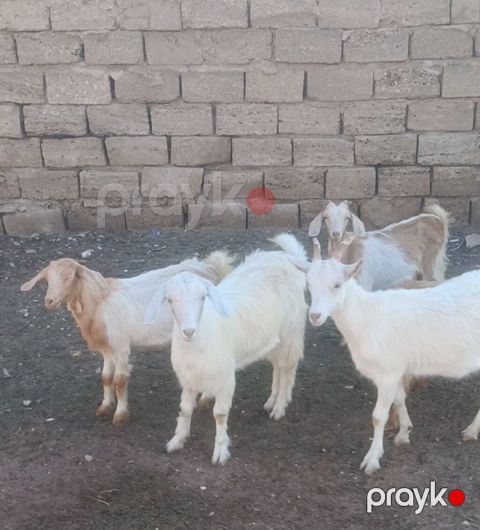 Salam Sani Keçilər. 9 dişi bir Erkey. 10 baş Sani Real alıcıya — Digah