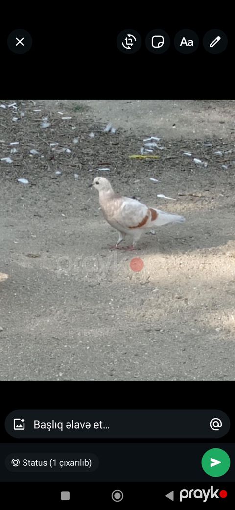 Növ: Göyərçin (ev göyərçini) Rəng: Ağ-krem əsaslı, quyruq və yanlarda — Digah
