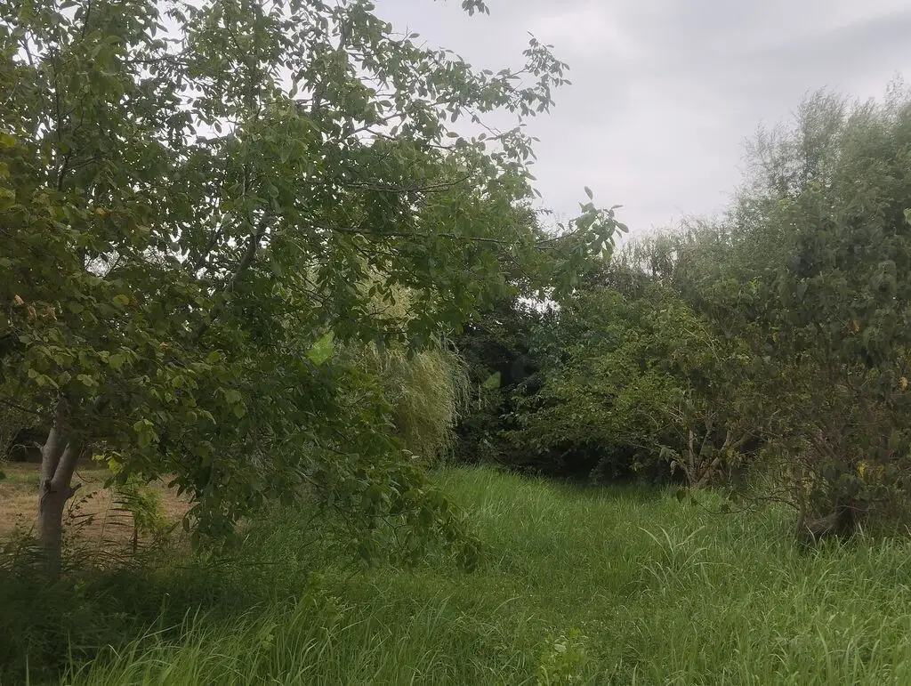 157 sot Torpaq Satılır, Xaçmaz — Torpaq, Xaçmaz (2)