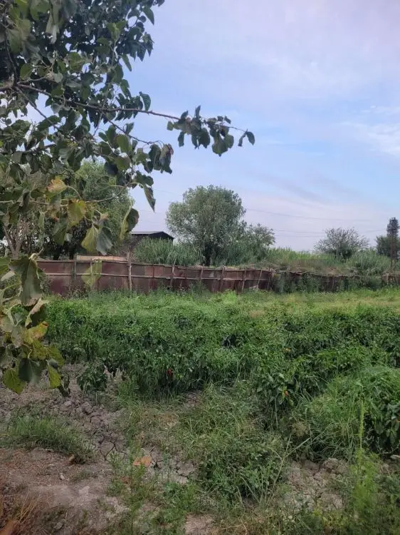 35 sot Torpaq Satılır, Şirvan — Torpaq, Şirvan (3)