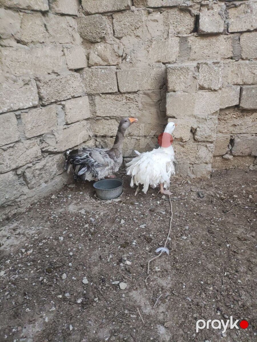 Qazlar — Quşlar, Bakı (2)