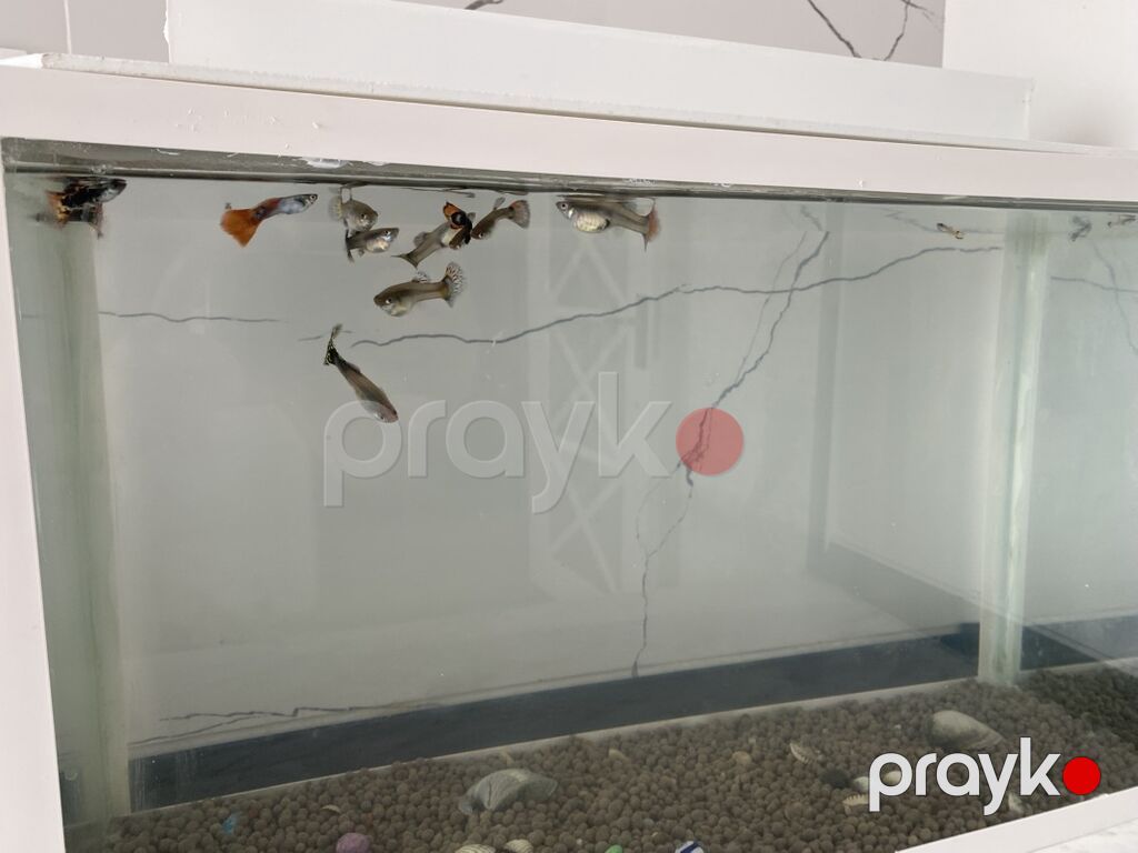 Dördbucaq akvarium, Balıqlarla birlikdə, 20 l, Ünvandan götürmə — Akvariumlar və balıqlar, Digah (3)
