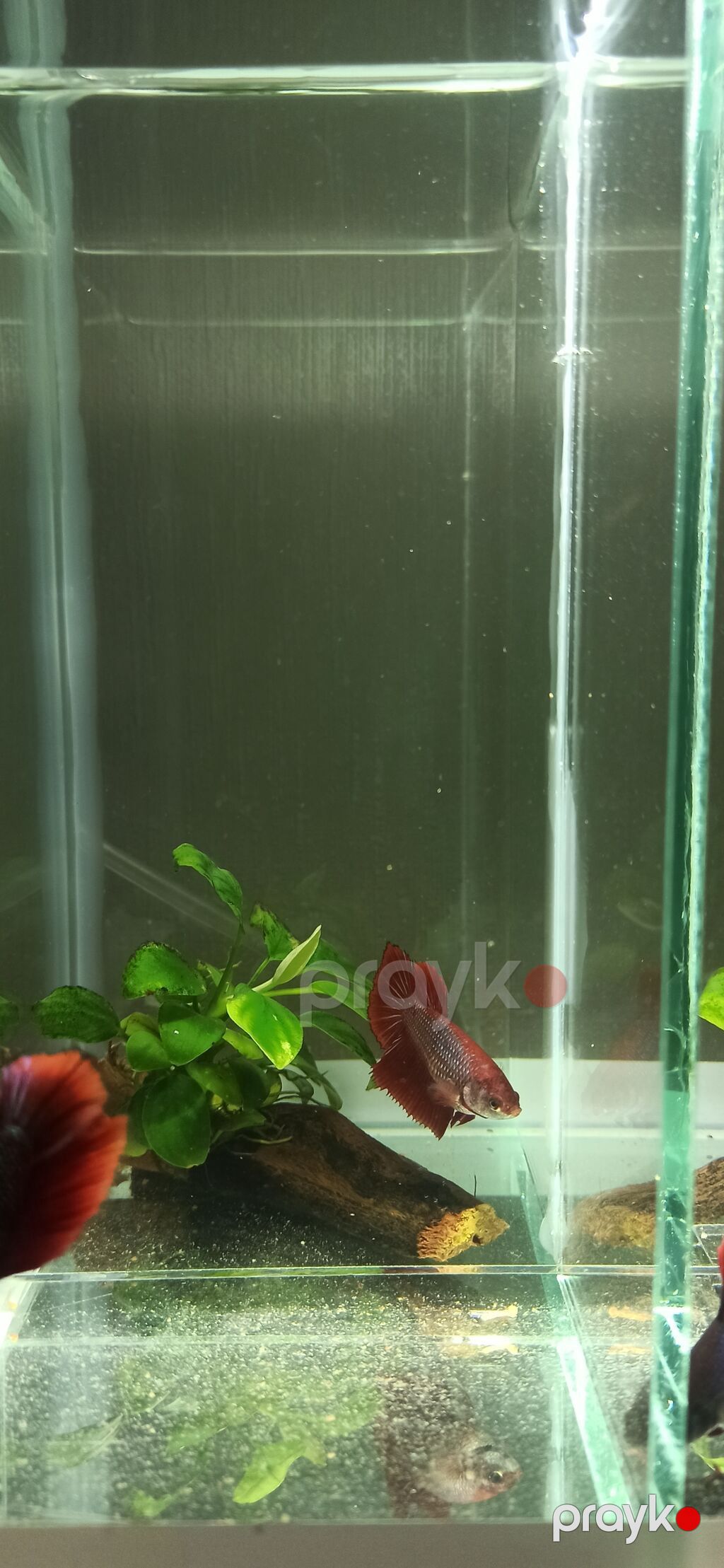 Betta (Petuşok balığı), Sülhsevər — Akvariumlar və balıqlar, Bakı (3)