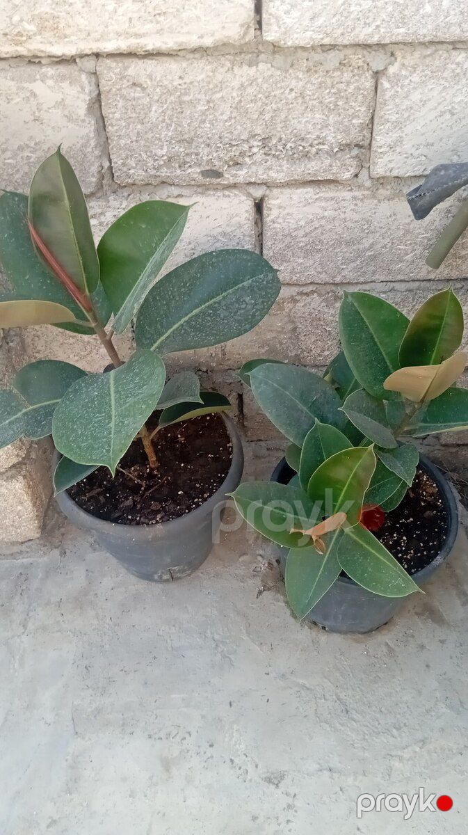 Otaq bitkiləri — Bitkilər, Bakı (2)