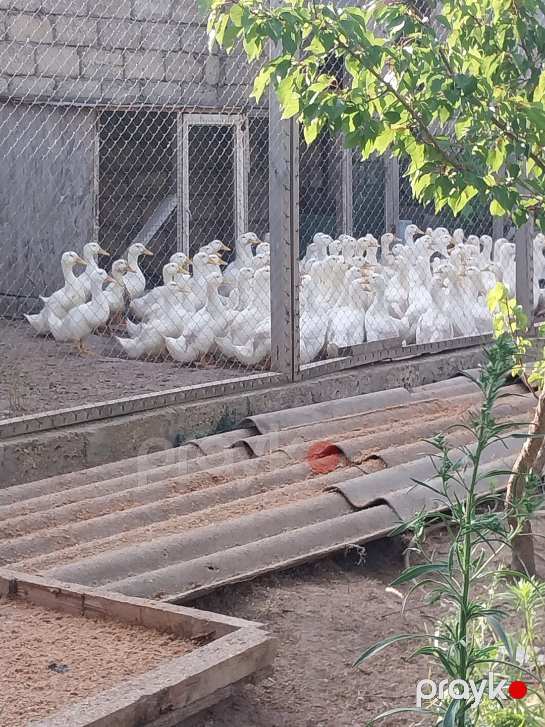 Ördəklər — Quşlar, Bakı (3)