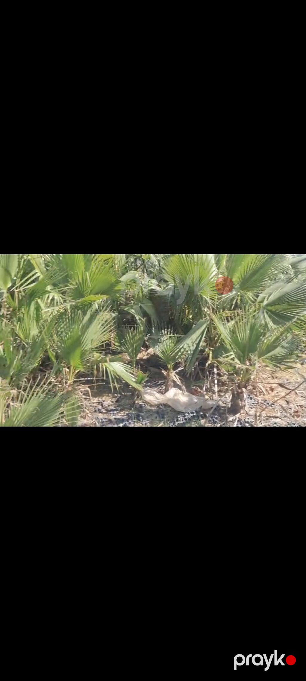 Coxlu sayda palma aqaclari satilir.qiymetde endirim olunacaq Qiymet 50 — Ağaclar və fidan, Digah (4)