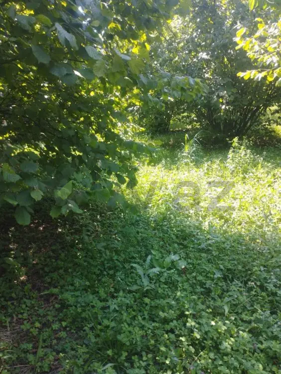24 sot Torpaq Satılır, Zaqatala — Torpaq, Zaqatala (3)