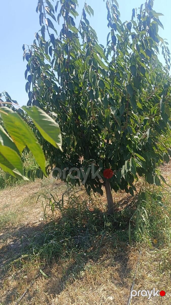 Satılır torpaq 373 sot — Torpaq, Quba (2)