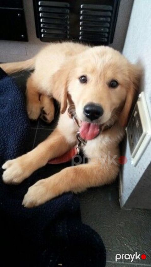 Golden Retriver — Bakı