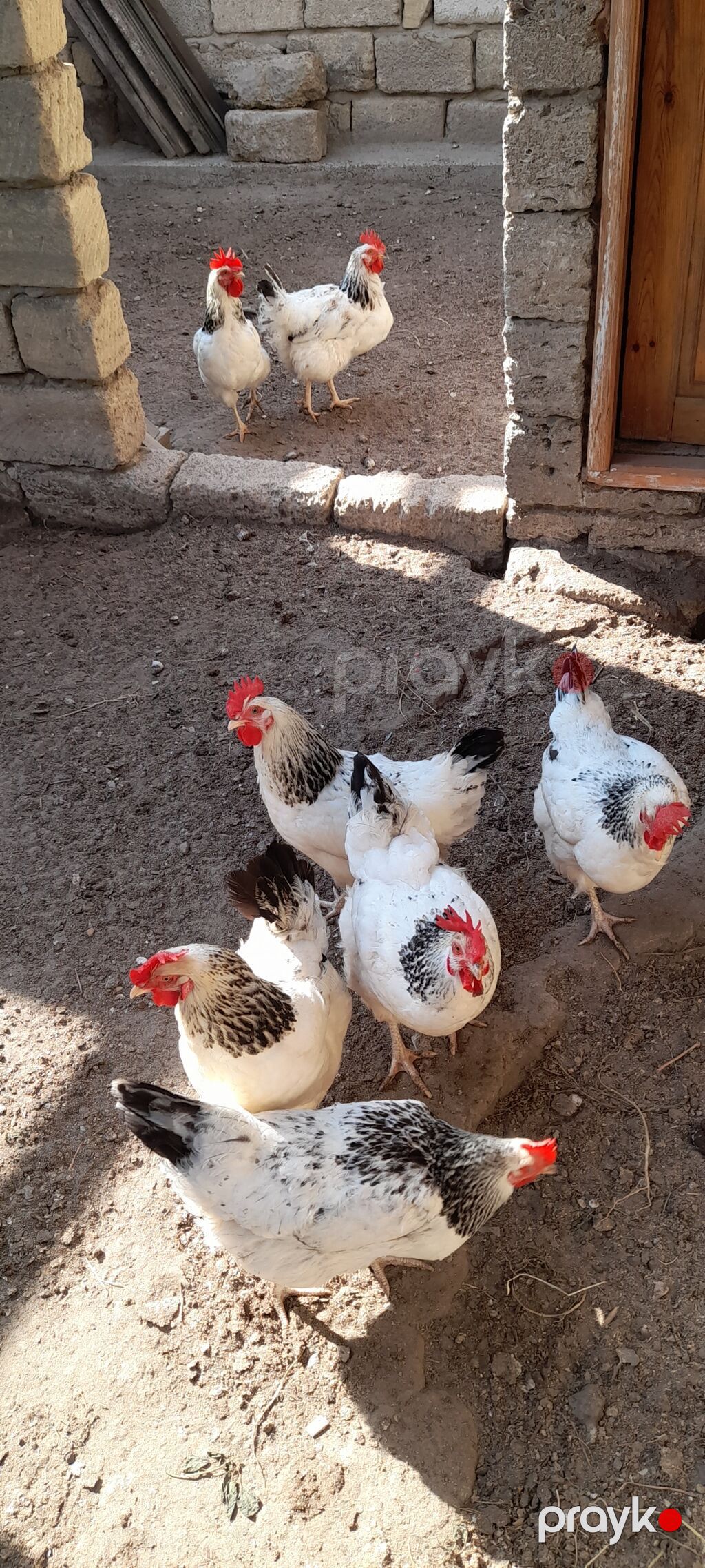 Toyuq, Yumurtalıq, Ünvandan götürmə — Toyuq və xoruz, Digah (3)