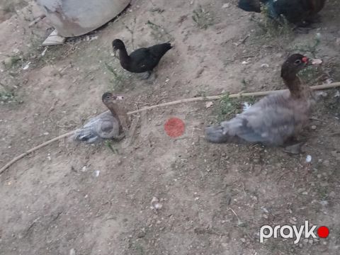 Macar ördəkləri — Bakı