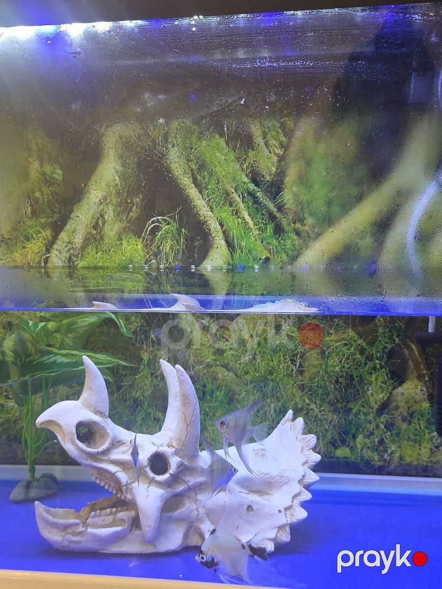 Akvarium dekoru — Akvariumlar və balıqlar, Sumqayıt (3)