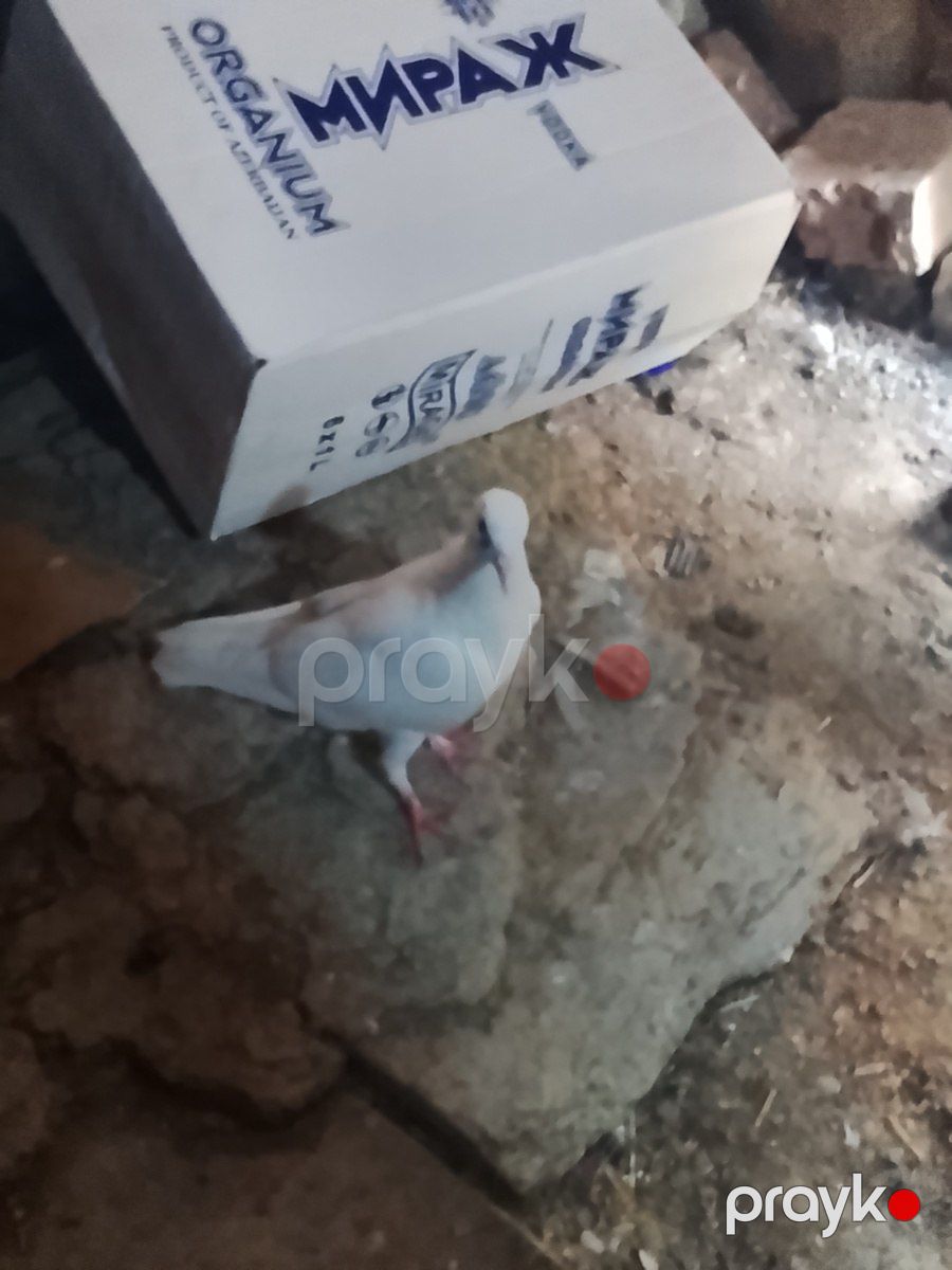Göyərçinlər — Quşlar, Sumqayıt (4)