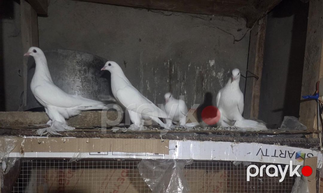 Göyərçinlər — Quşlar, Bakı (2)