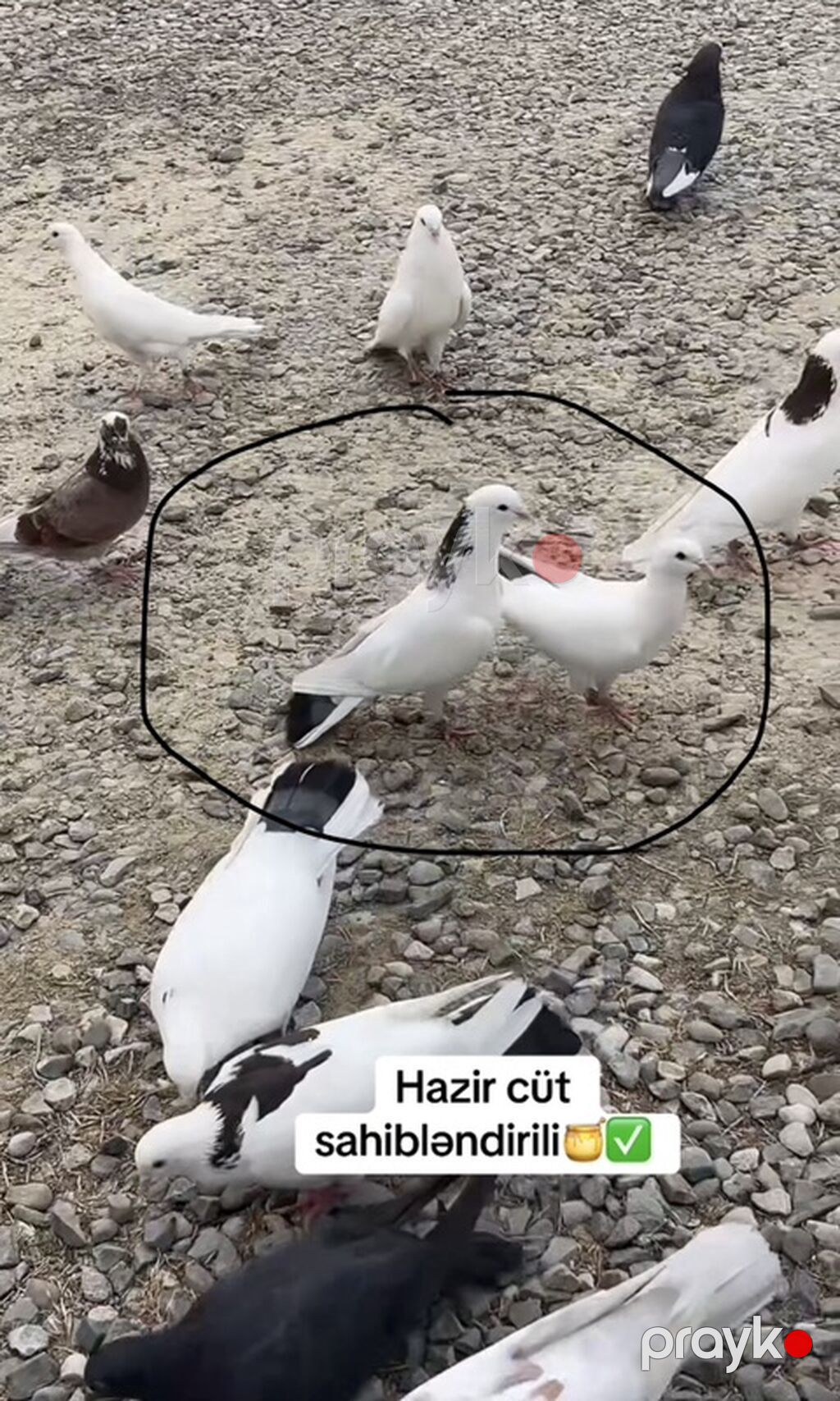Salam hazir cüt heyvanlardi tam sağlam pörka maya göy əbrəşboyun şeyka — Göyərçin, Qobu (2)