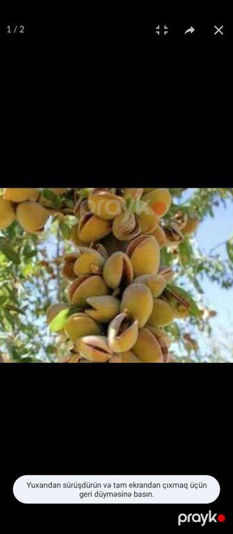 Badam ağacı — Bitkilər, Bakı (3)