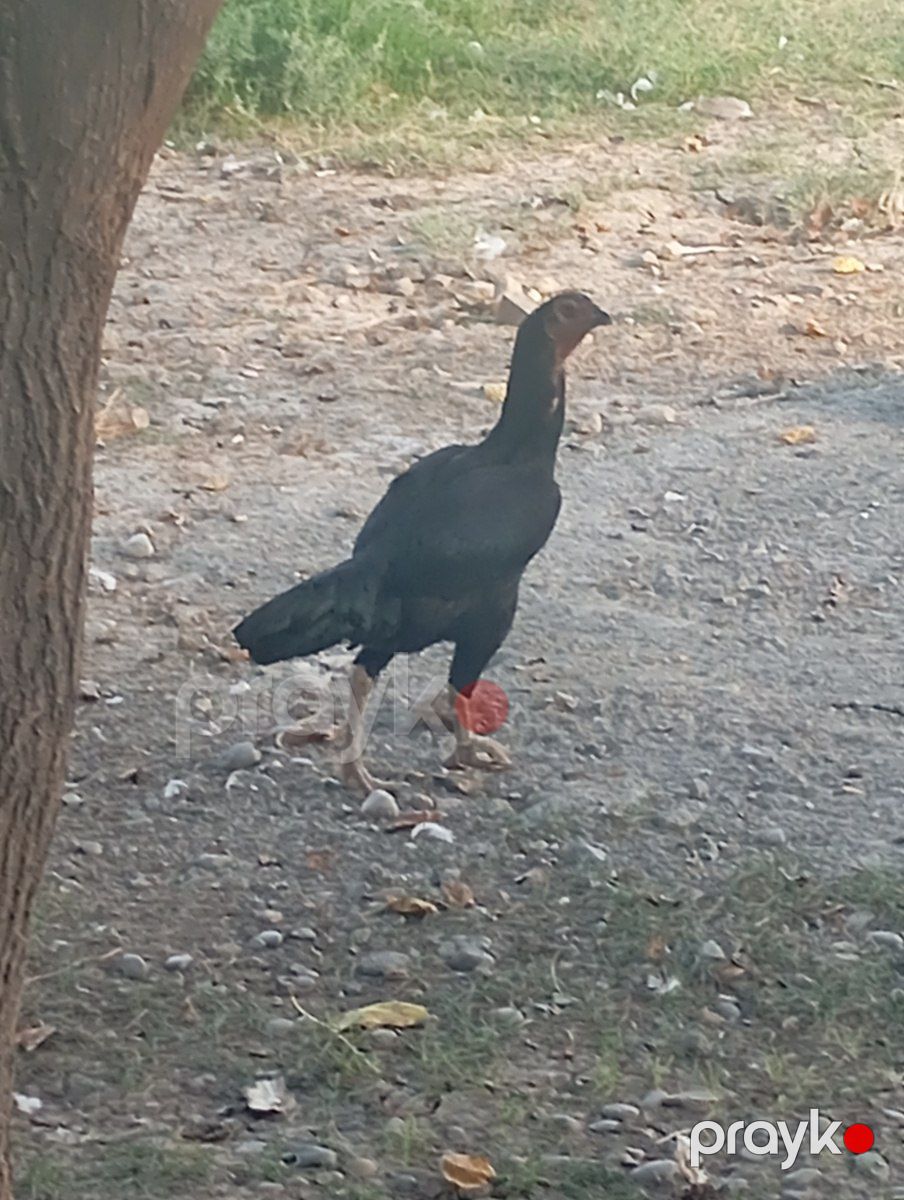 Heyratı — Quşlar, Mingəçevir (2)