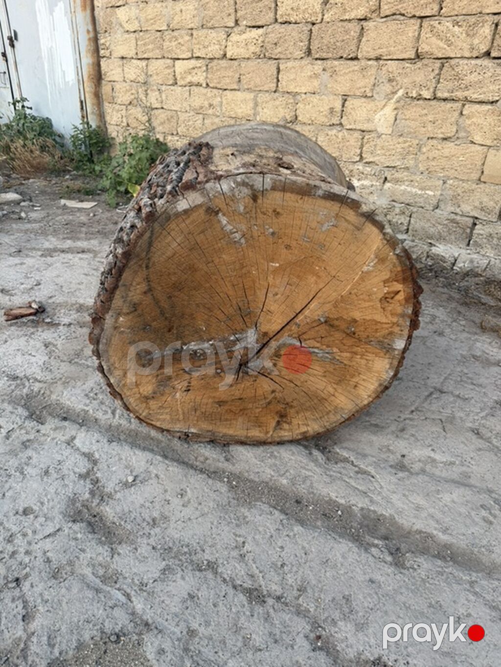 Palıd Ağacından Möhkəm Kötüklər Satılır Palıd ağacıdır, çürüyü — Mangal və aksesuarları, Sumqayıt (3)