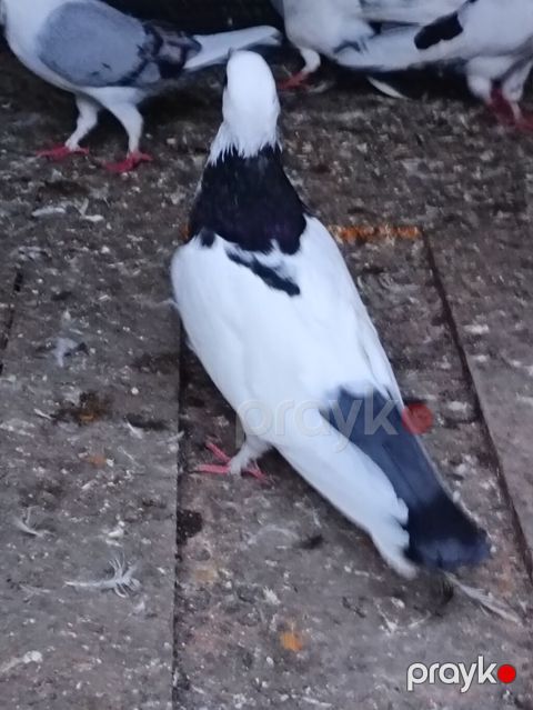 Salam. Tam saglam heyvanlardı. Hamsi ucan quslardi. Cutderde var — Şəki