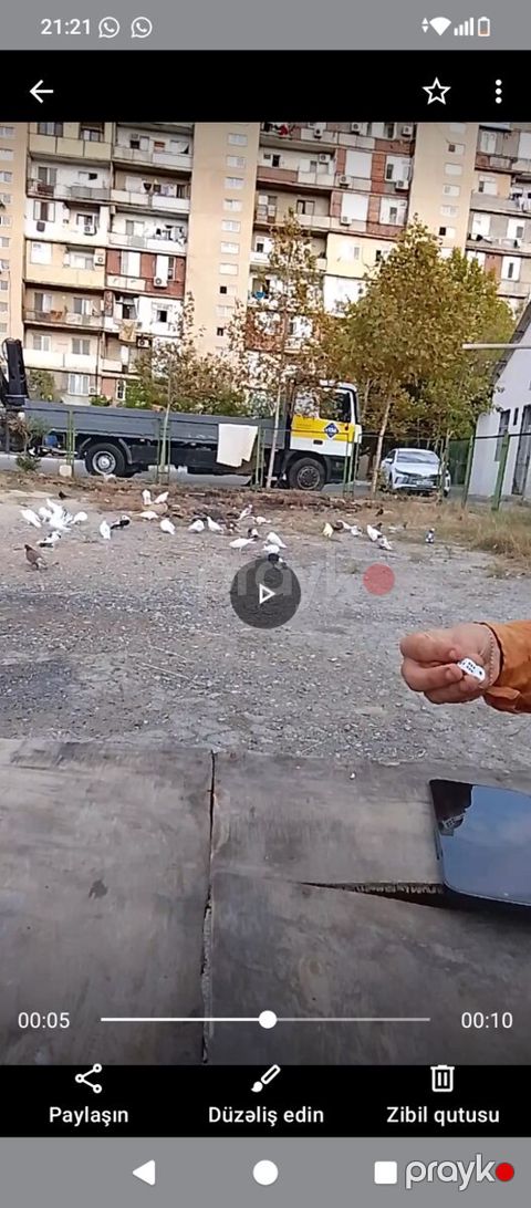 Göyərçinlər — Bakı