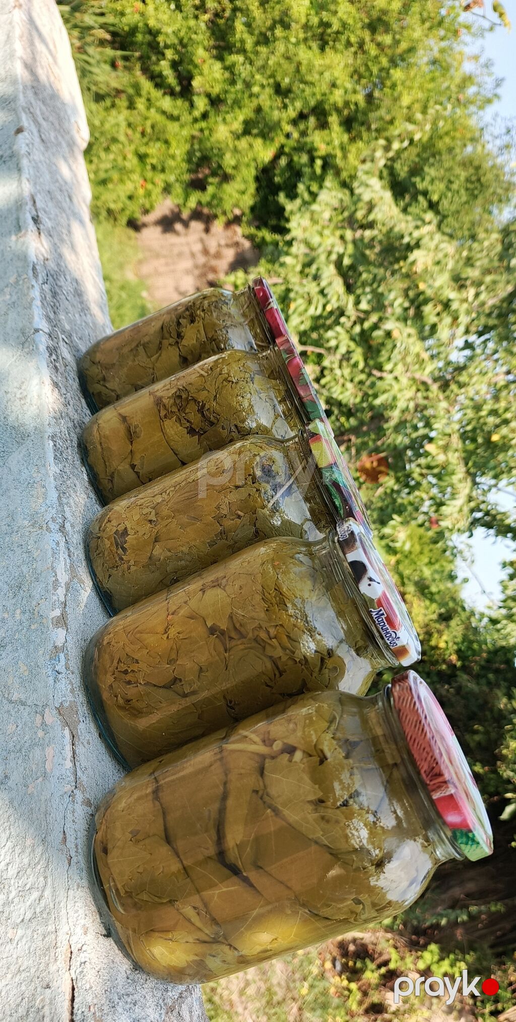 Ev şəraitində duzlu üzümdən yarpaq – bankalarda - Məhsul: Dolma üçün — Qida məhsulları, Salyan (3)