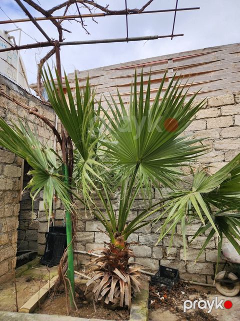 Dekorativ palma — Bakı