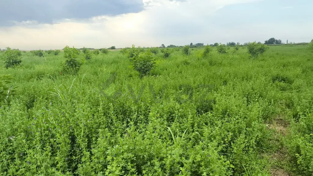 260 sot Torpaq Satılır, Ağdaş — Torpaq, Ağdaş (3)