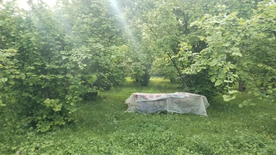 8 sot Torpaq Satılır, Qəbələ — Qəbələ
