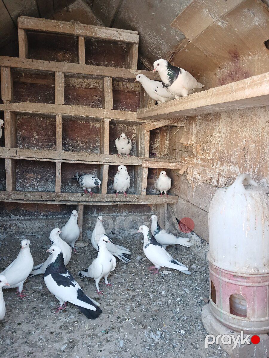 Göyərçinlər — Quşlar, Bakı (3)