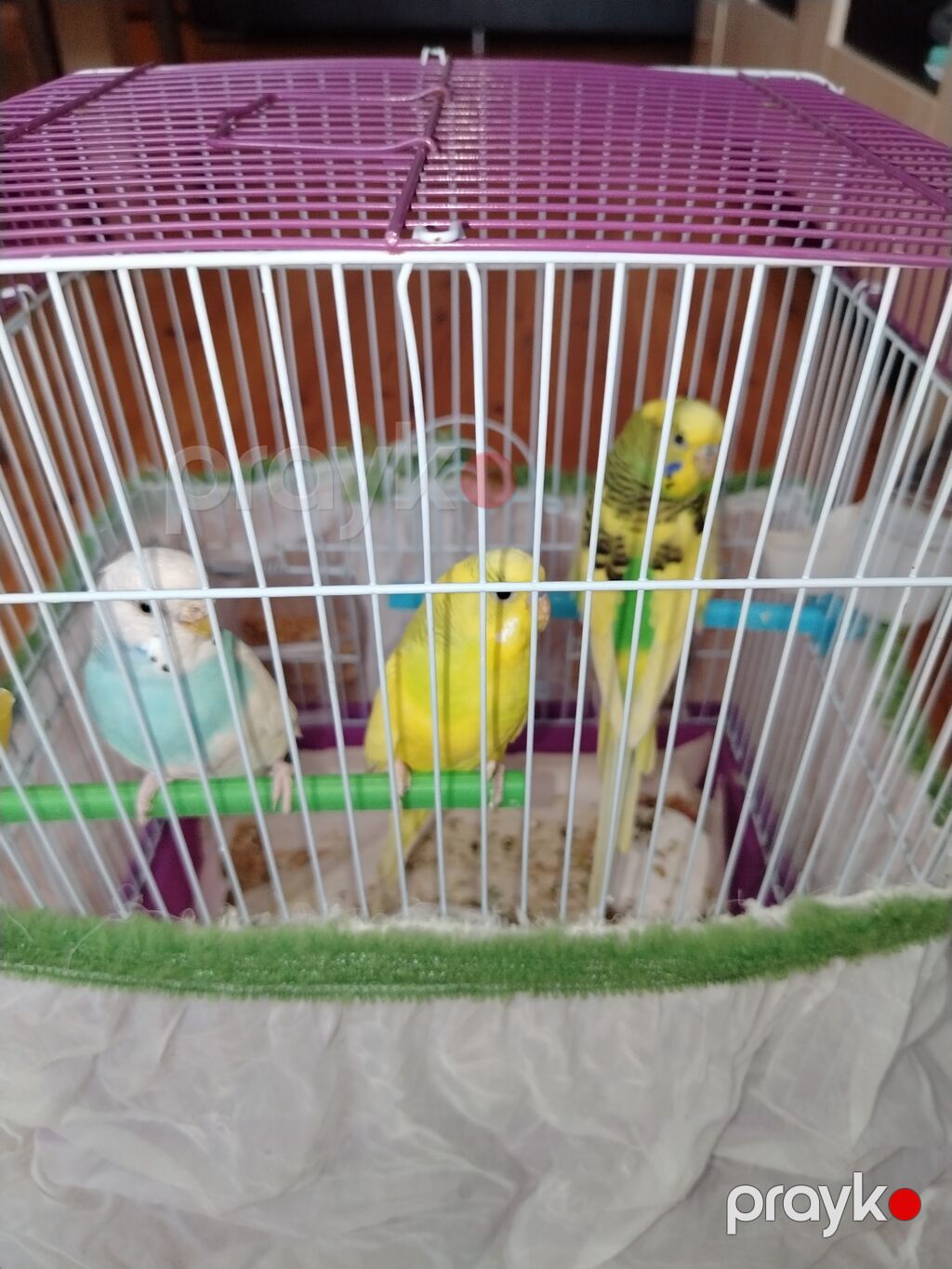 Məhsul: Dalmatian və Avstraliya cinsli dalğalı papuqaylar (budgerigar) — Qəfəslər, Bakı (3)